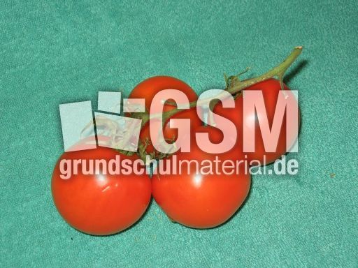 Strauchtomaten.JPG